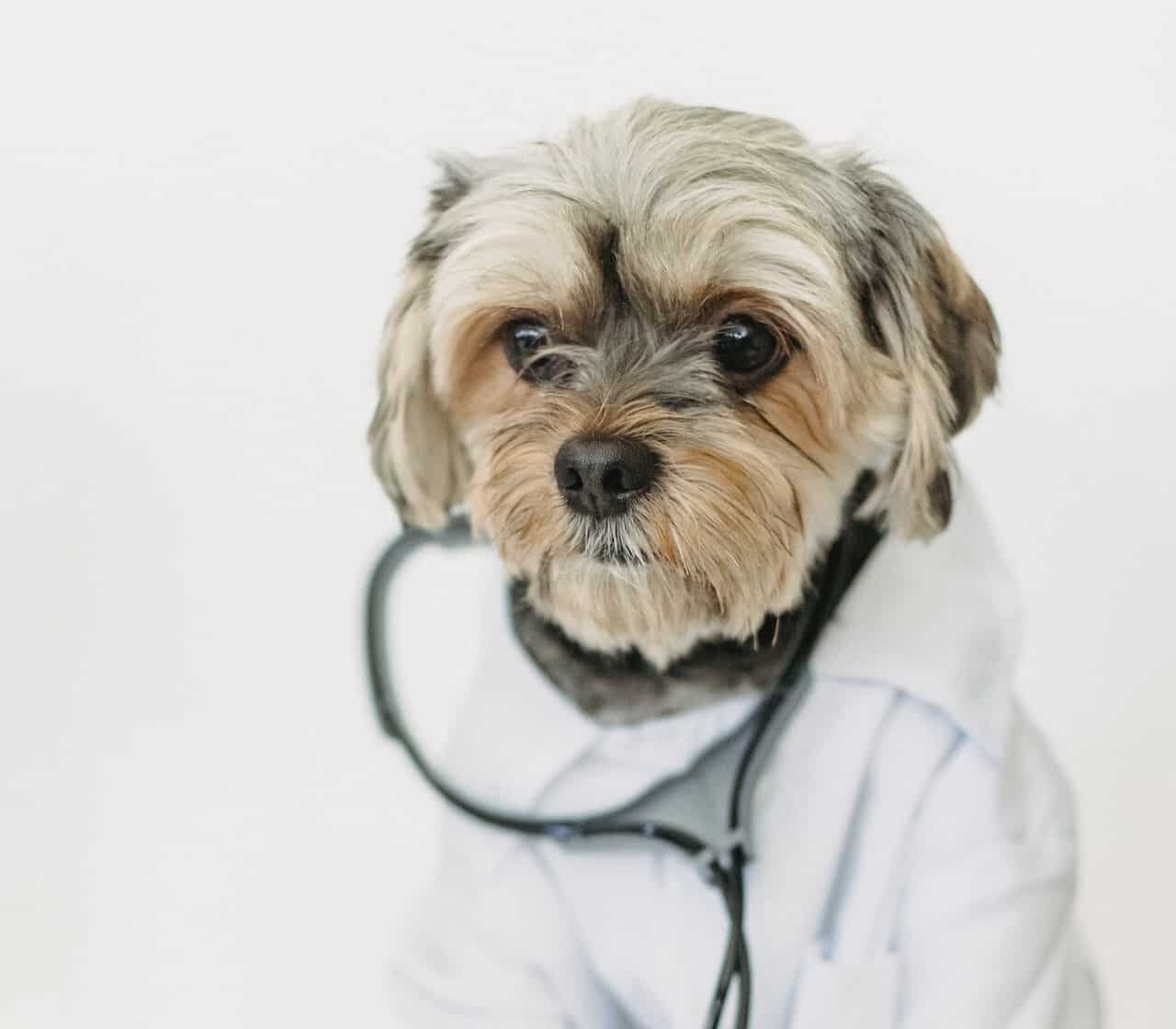 RE.DOCTOR Fotopletismografia diagnòstica per a mascotes